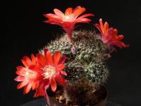 Thumbnail of 1914_Rebutia minuscula_20150502_01(1).jpg